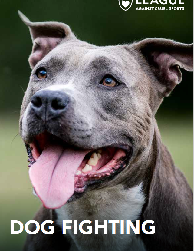 Watch dog fighting videos hotsell