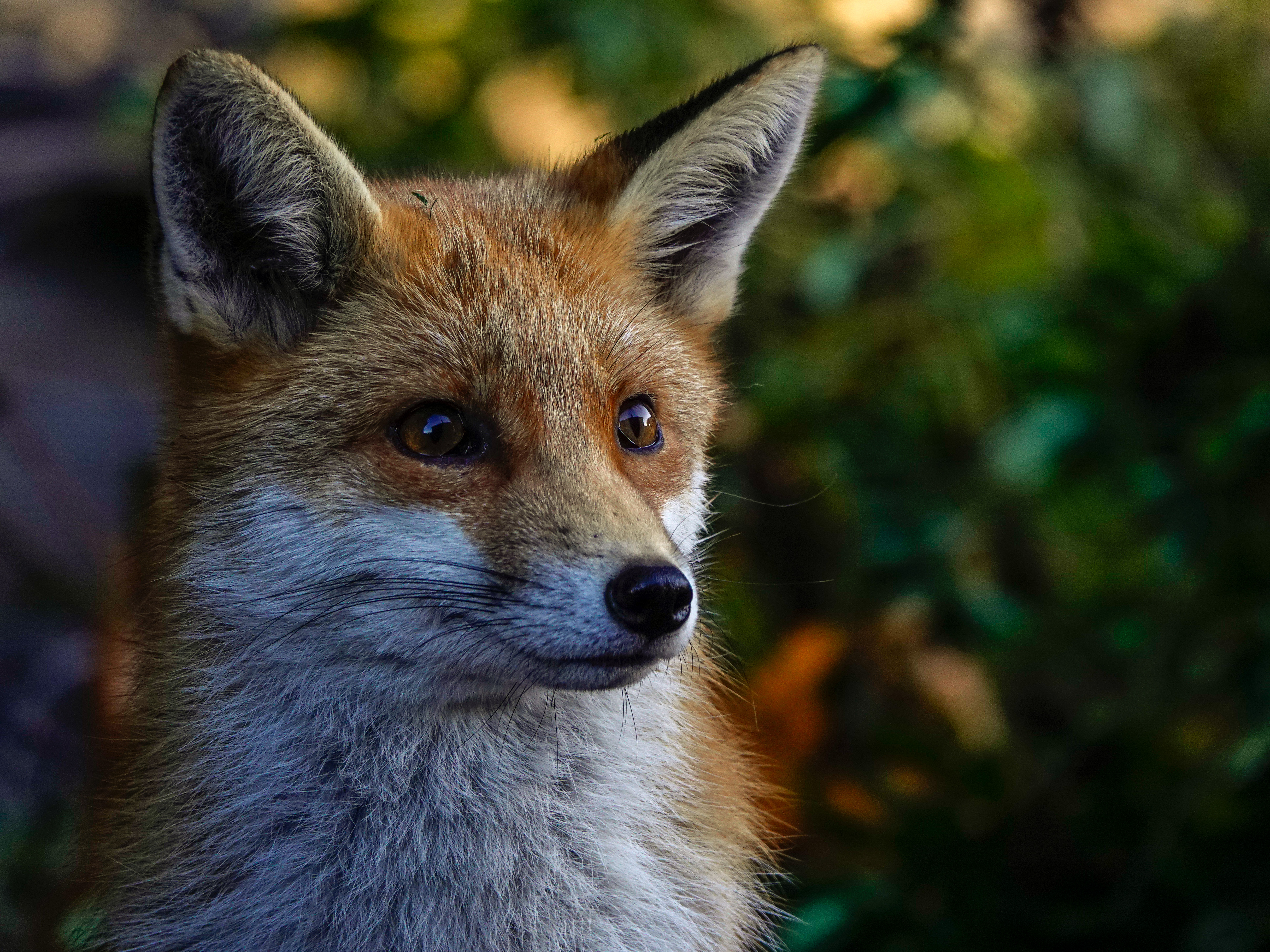 Autumn fox