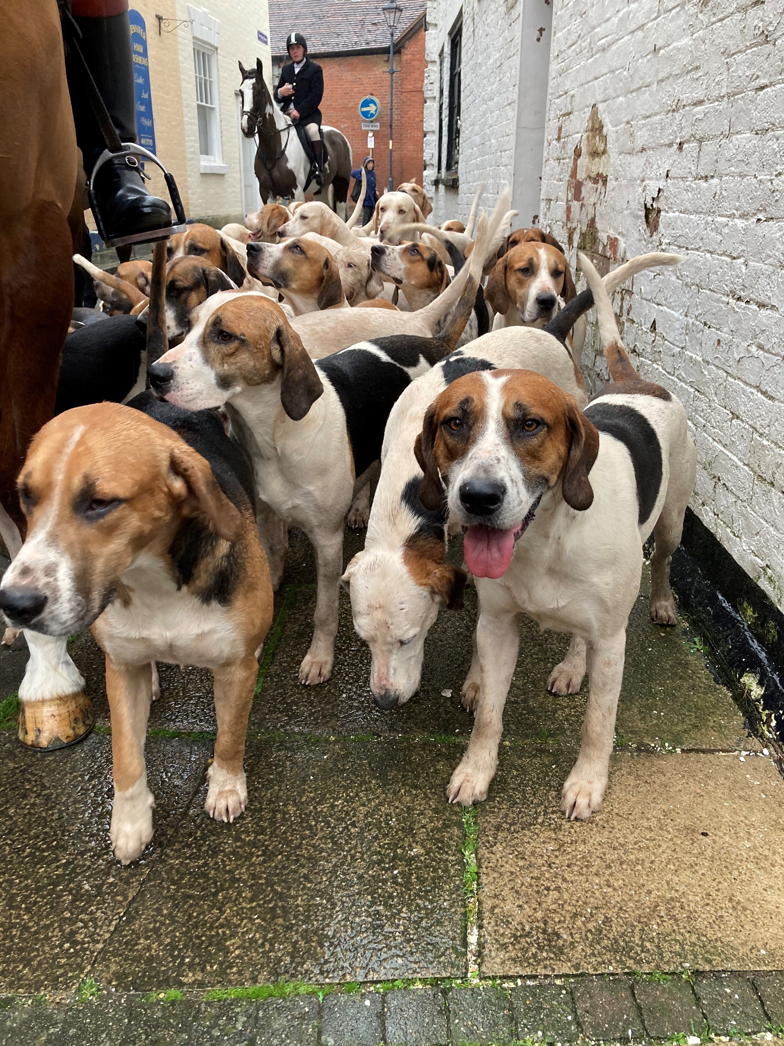 Ban hunting with dogs The League