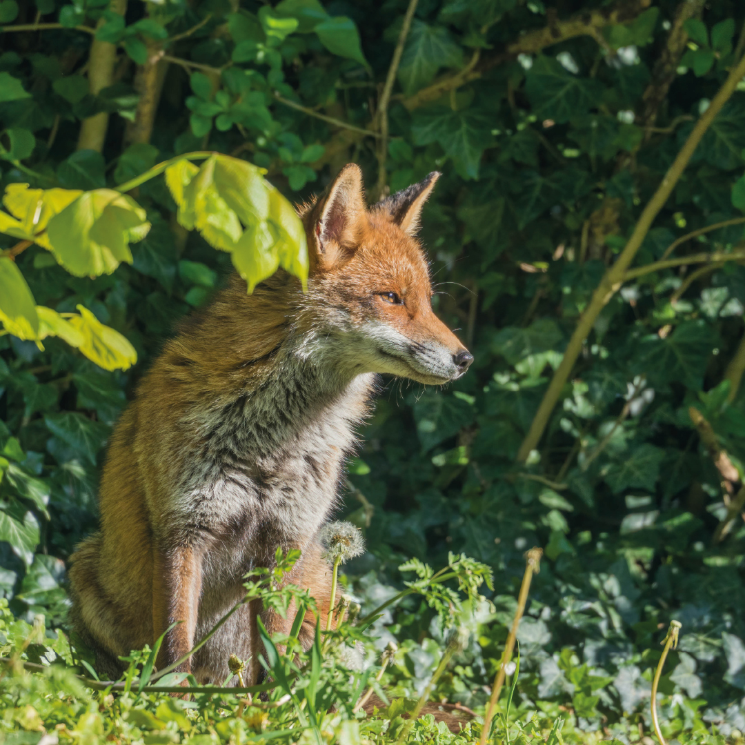 Trail Hunting The League