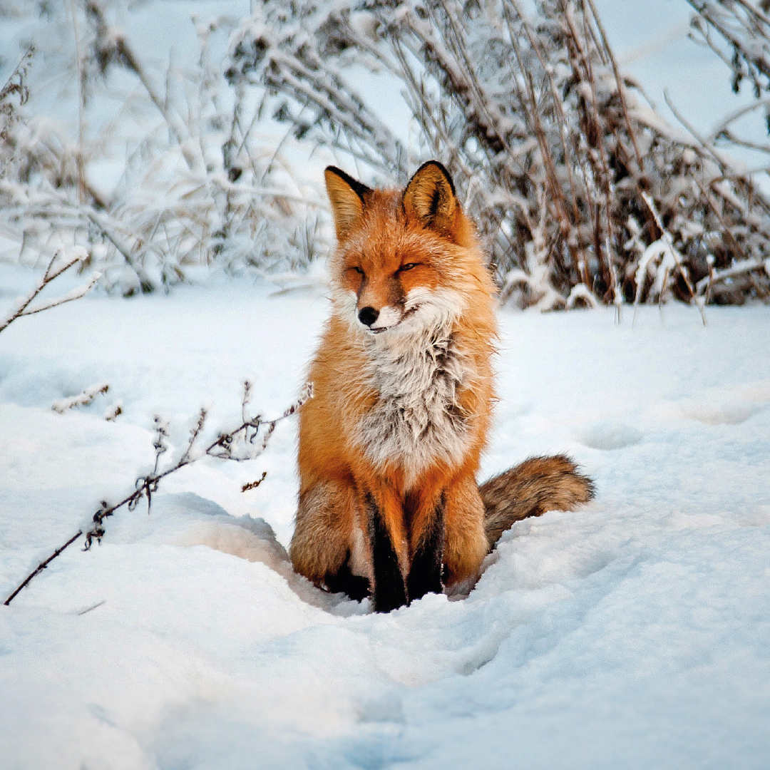 fox in the snow