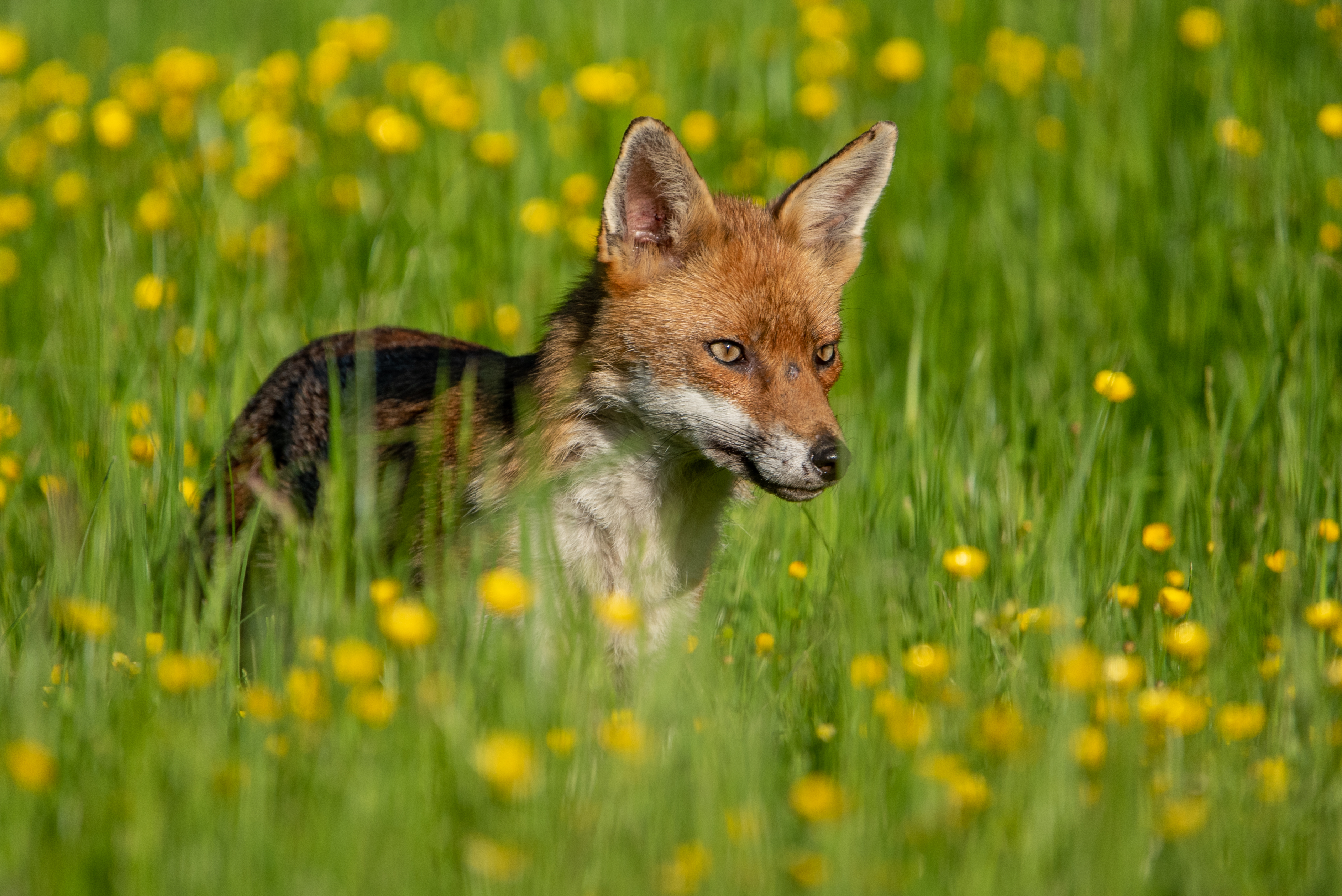 Amongst the buttercups