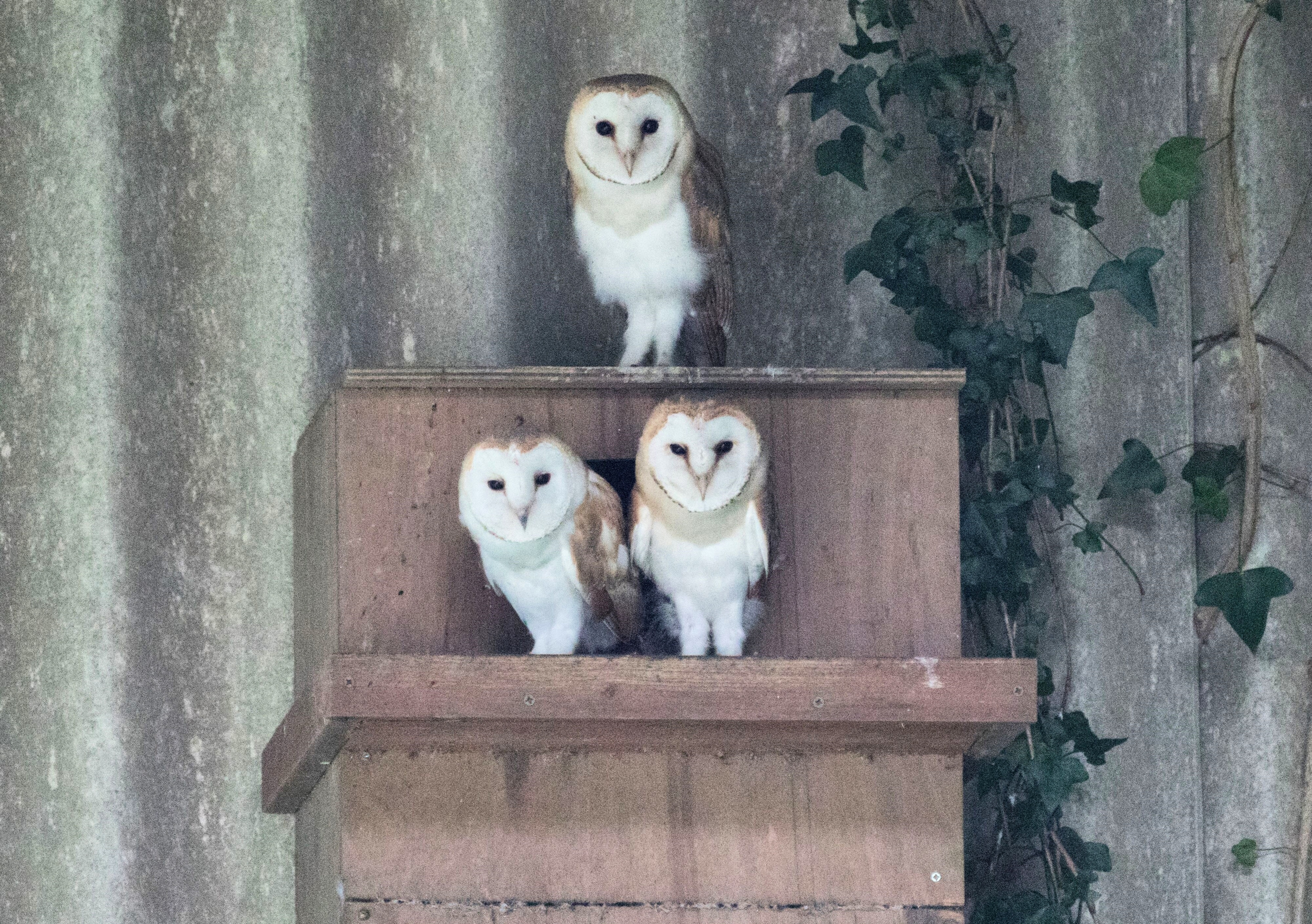 Barn owls at Baronsdown