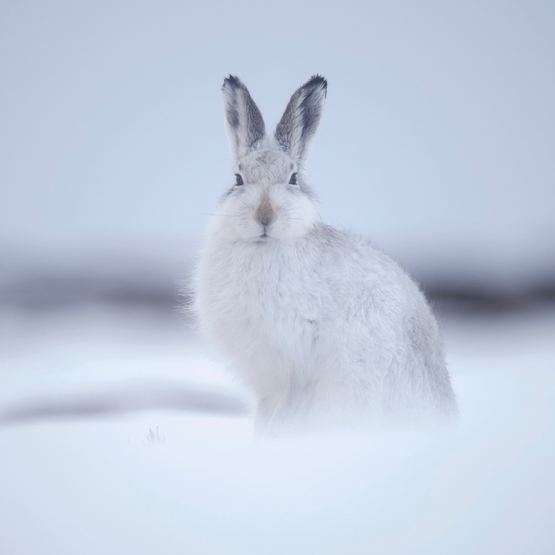 hare in the snow