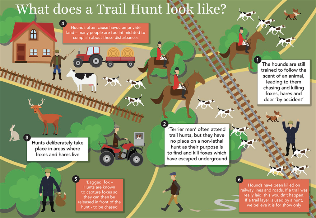 Graphic on how trail hunts work