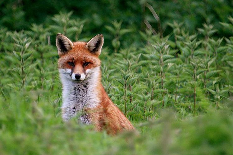 Channel 4 exposé lifts the lid on fox hunting and secret police deal