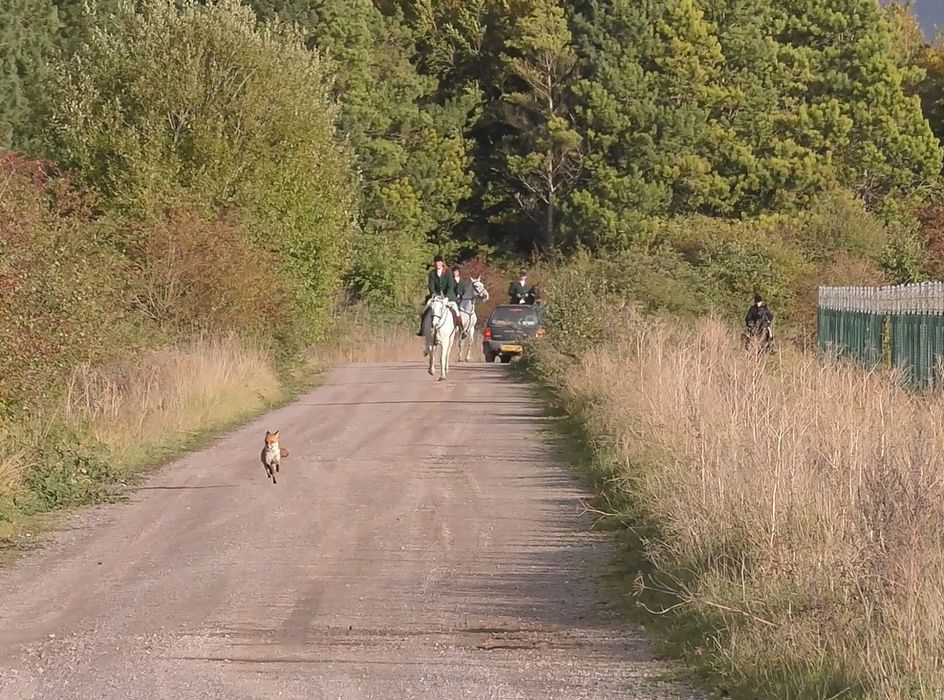 The Royal Artillery Hunt chases a fox on MOD land