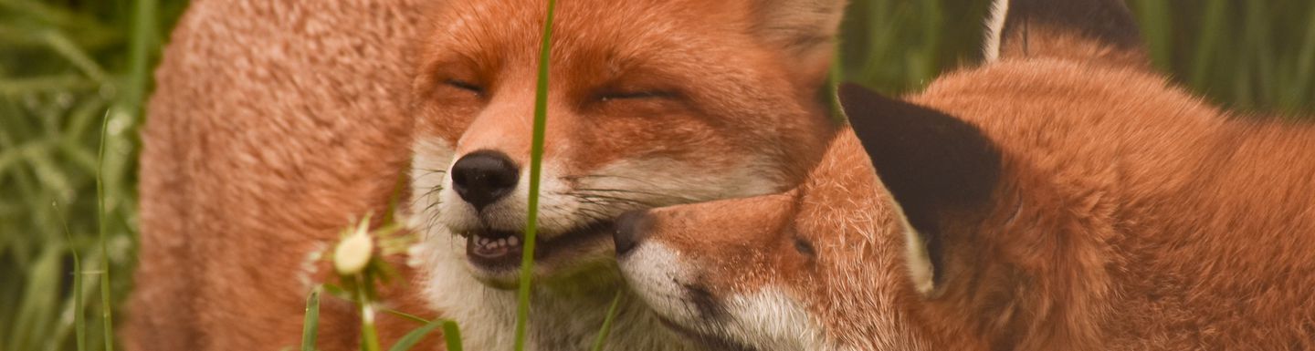 Animal Charity
