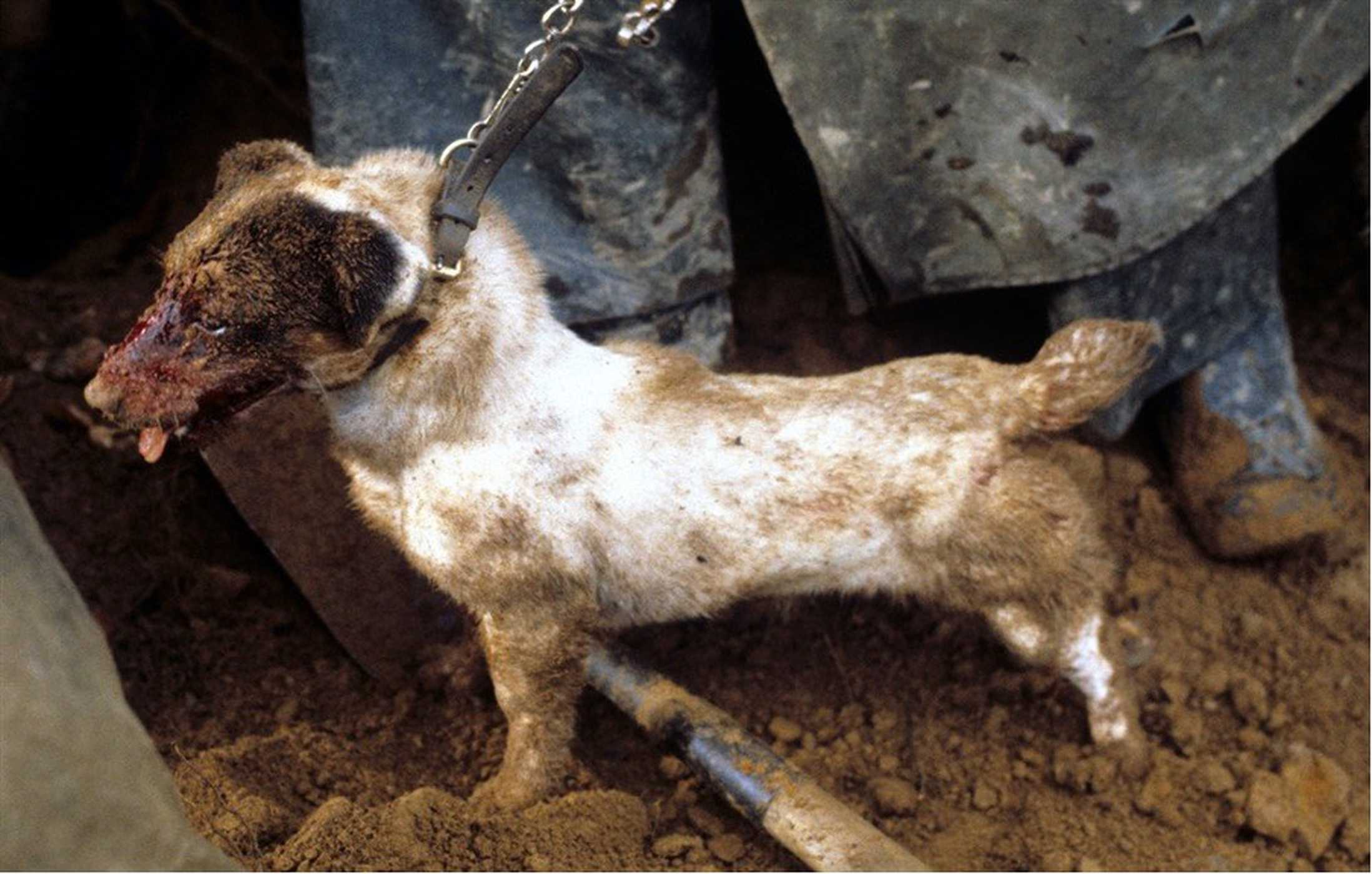 Injured terrier dog