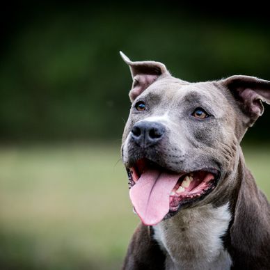 Animal Charity