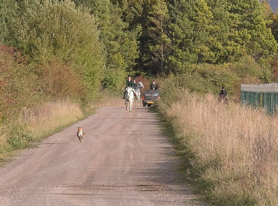 Mounted hunt on horseback chase a fox towards the camera