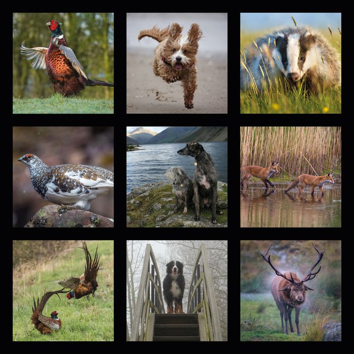Award winning images of birds, wild mammals and dogs