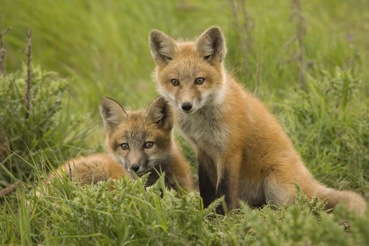 League welcomes Green Party commitment to strengthen fox hunting laws