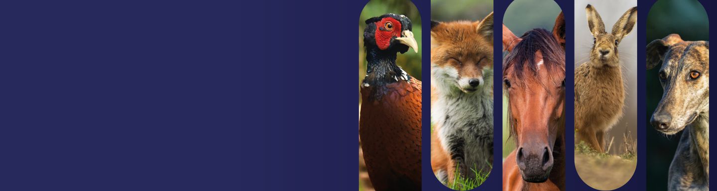 Animal Charity