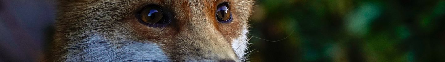 Animal Charity