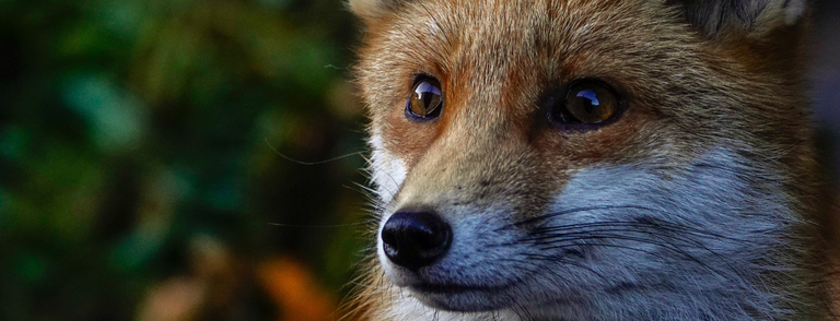 Animal Charity