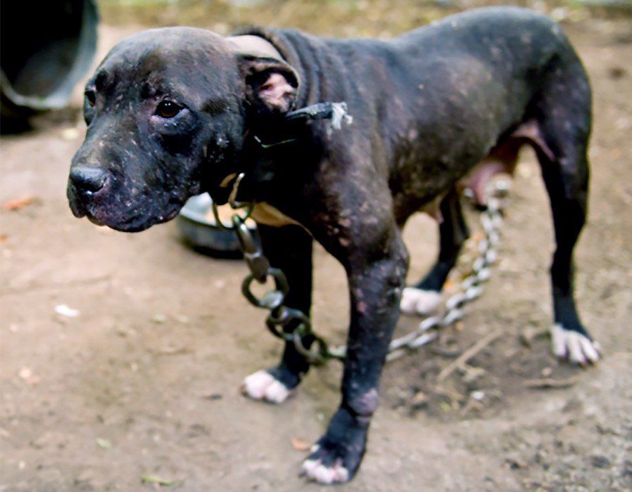 Dog with injuries from dog fighting