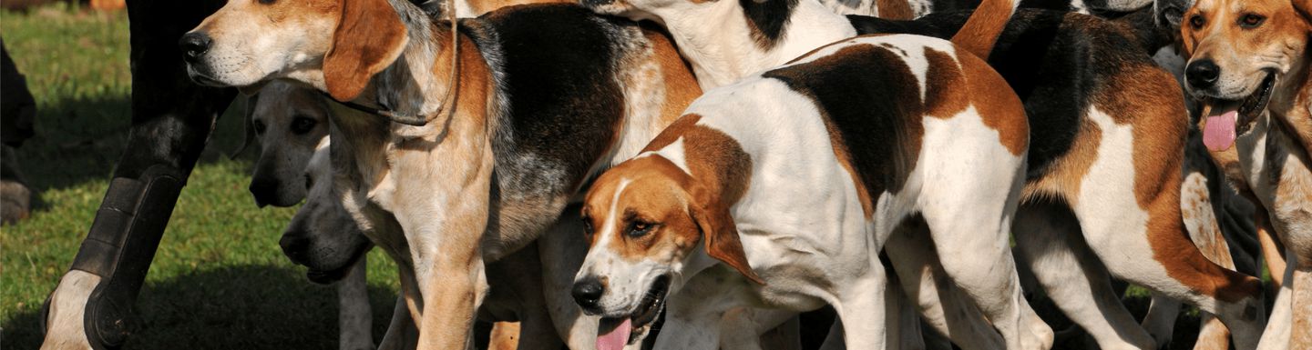 Animal Charity