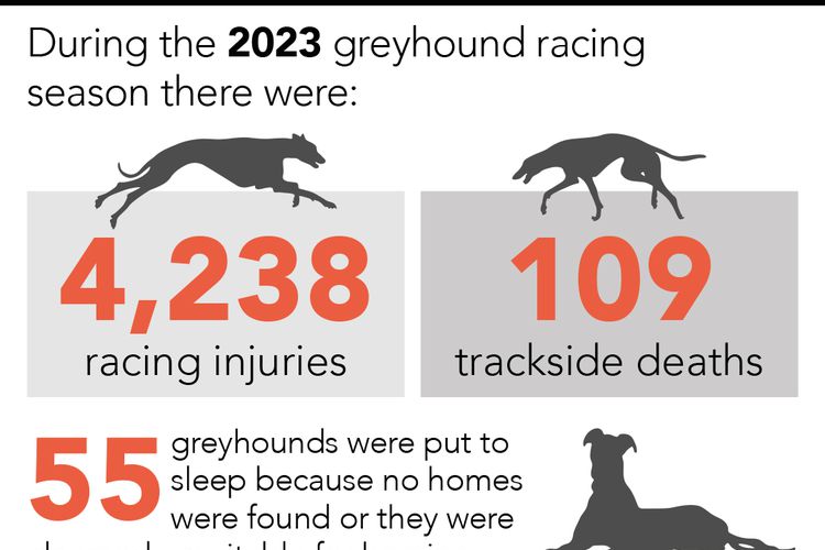 Calls for greyhound racing ban as new figures show the scale of deaths ...