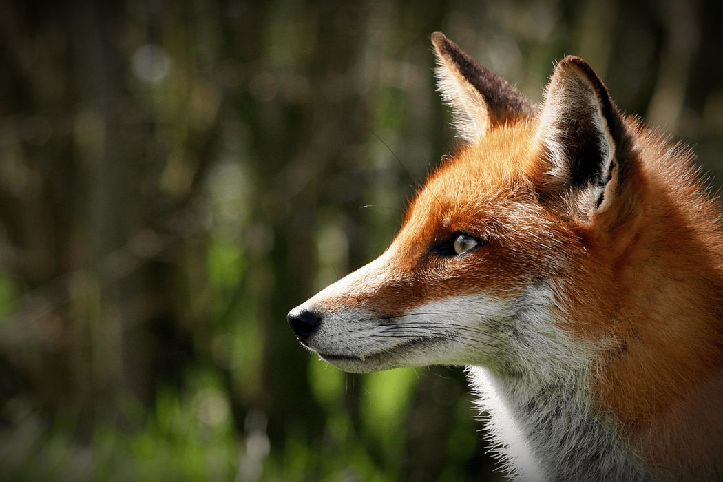 Fox looking left