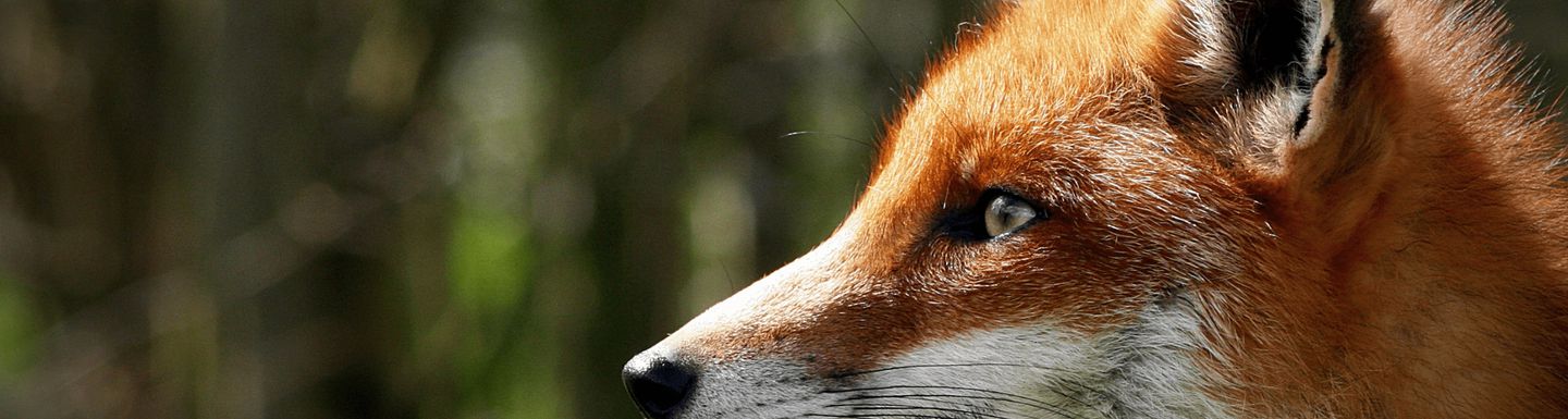 Animal Charity