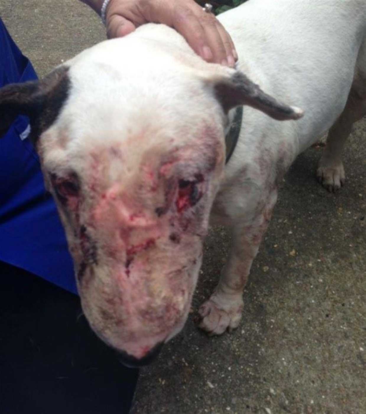Beautiful Della, who was used as a 'bait dog'