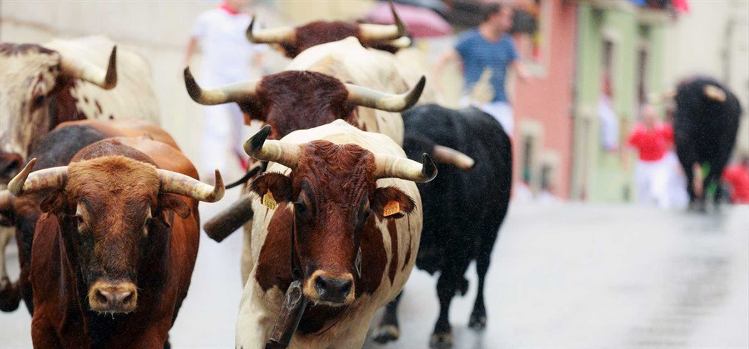 Bullrunning