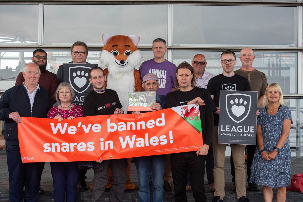 Animal Charity Wales Snares