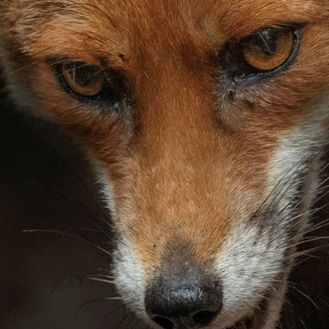 A fox