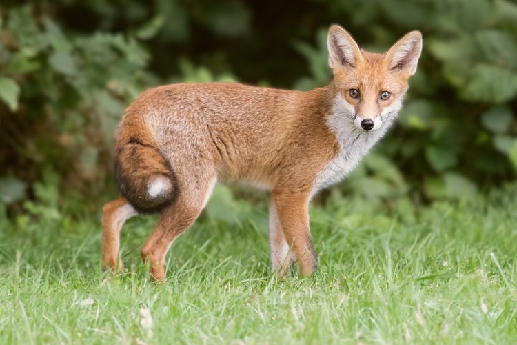 League calls for Liberal Democrats to back stronger fox hunting laws