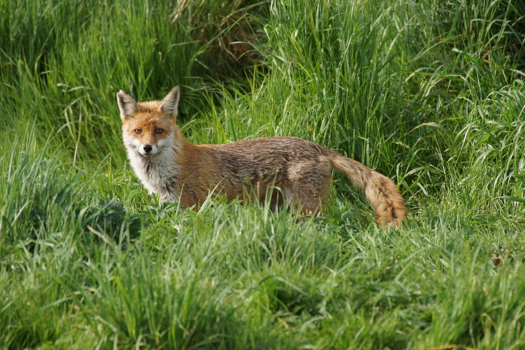 A red fox