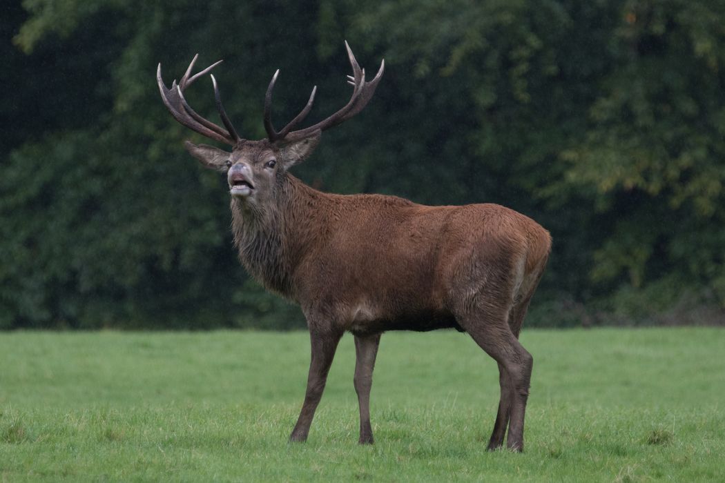 A red deer stag, standing on grass