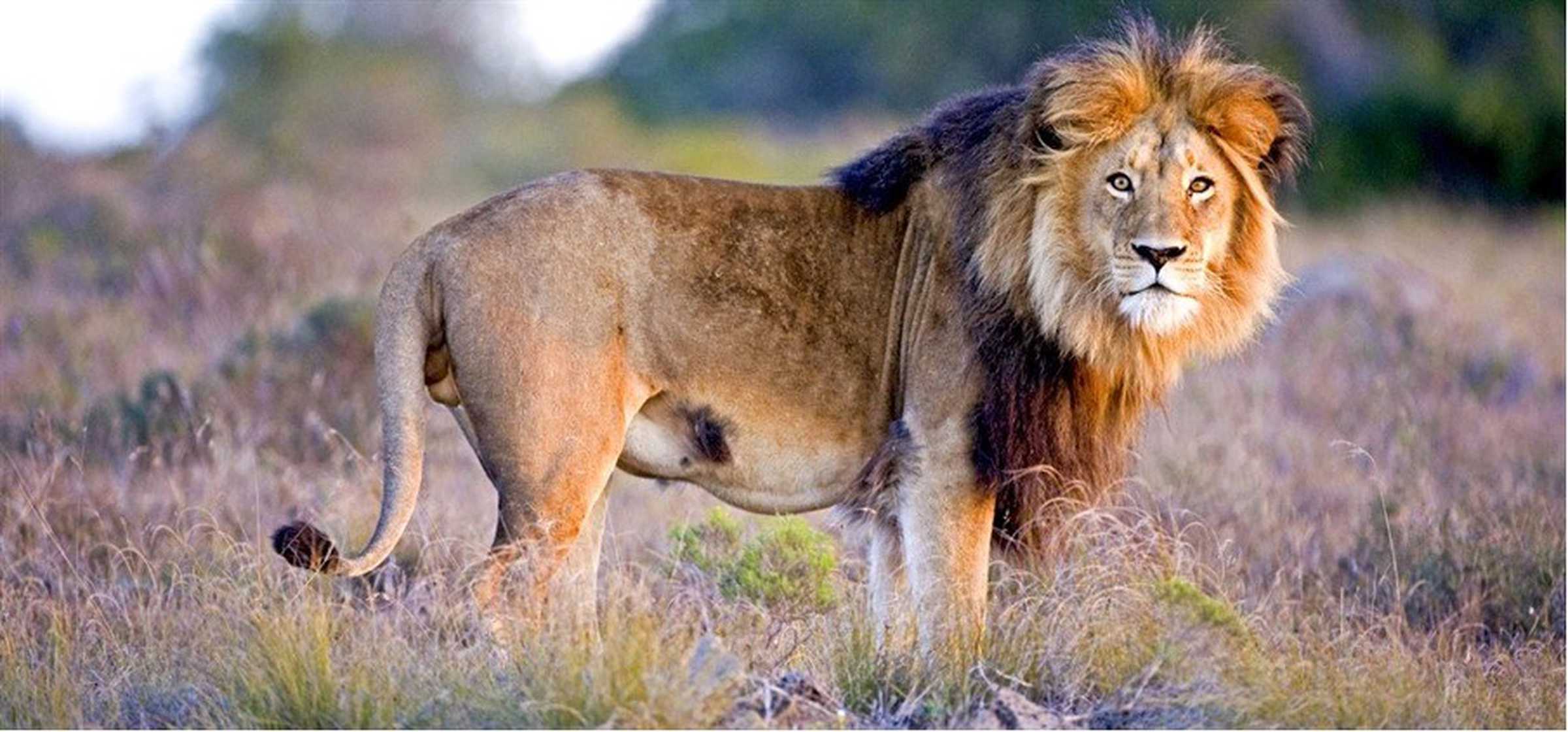 Lion in the wild