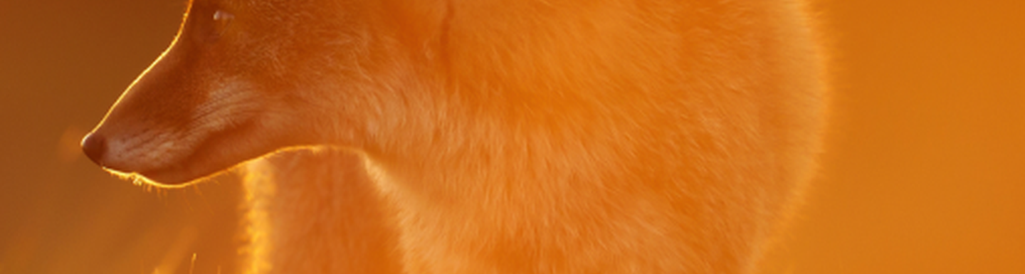 Animal Charity