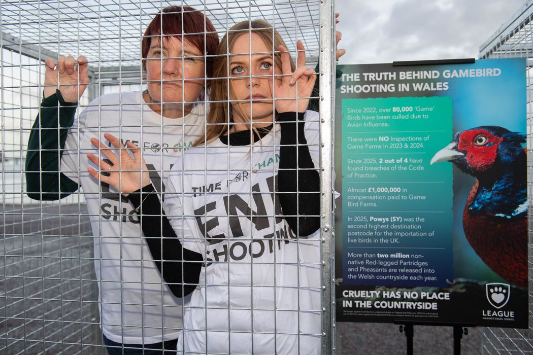 Higlighting the need to ban the use of cages to breed game birds