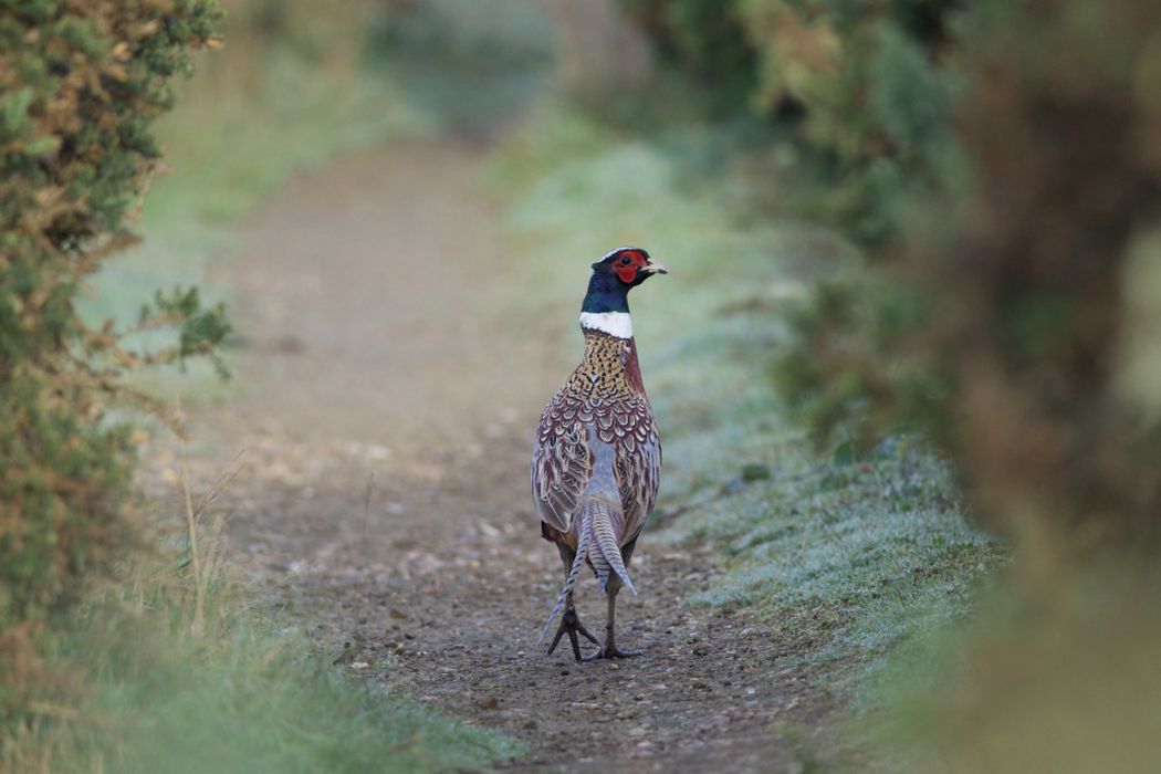 A pheasant in the British countryside