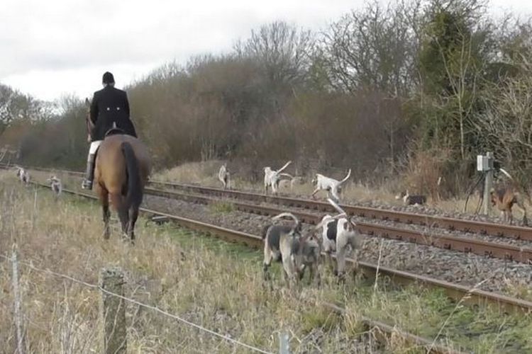 20 hunting hounds involved in an incident, many hit by a train