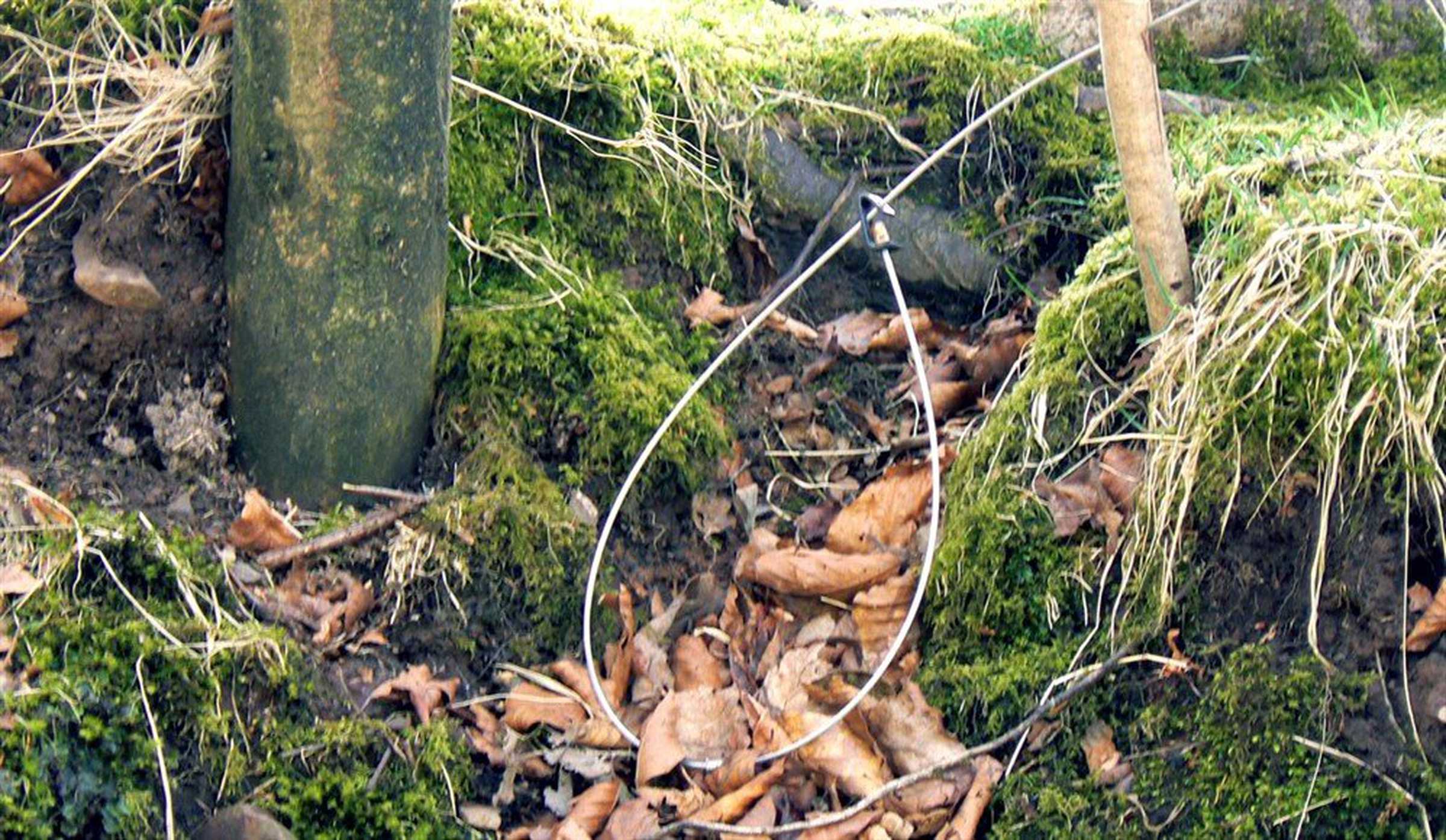 Snare image in the grass