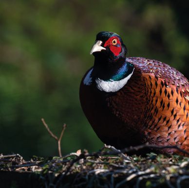 Game bird - side on shot - standing on foilage