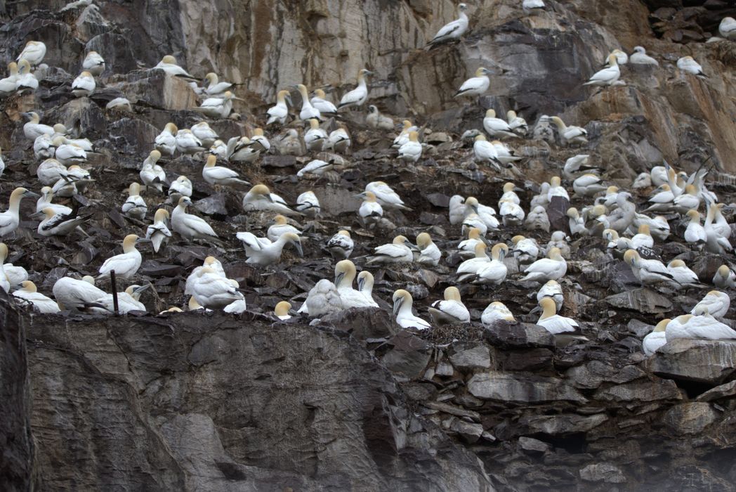 A flock of gannets and 'guga' at Bass Rock