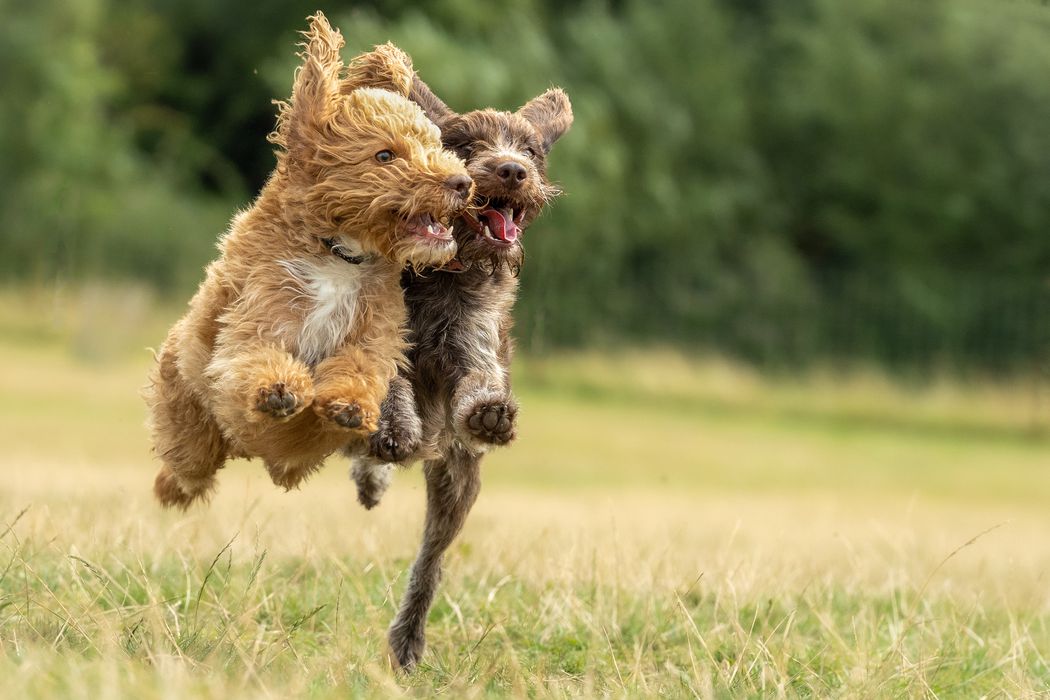 Animal Charity