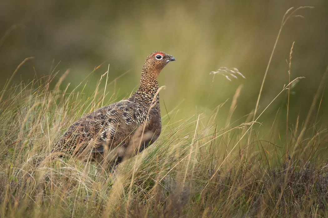 A red grouse