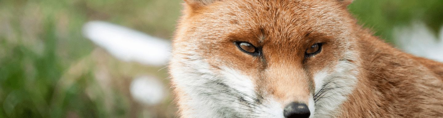 Animal Charity