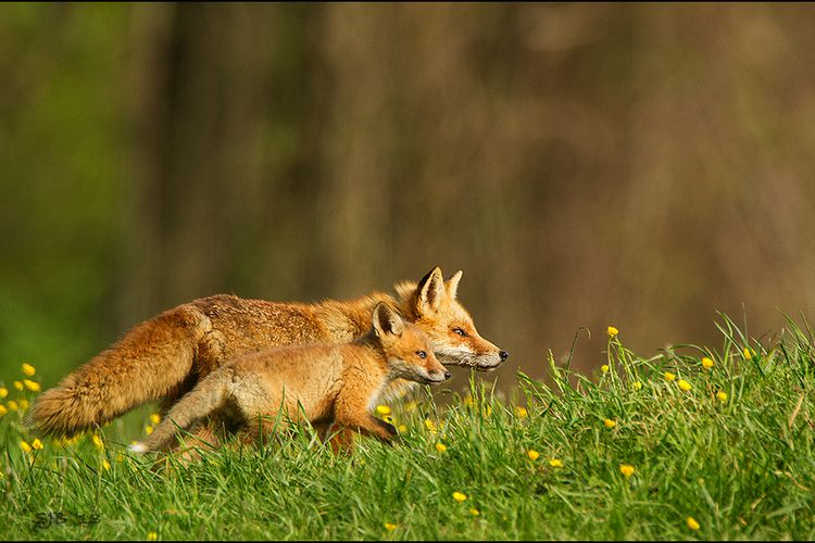 CAMPAIGN LAUNCHED TO END ILLEGAL FOX HUNTING ON WALES’S NATIONAL PARKS