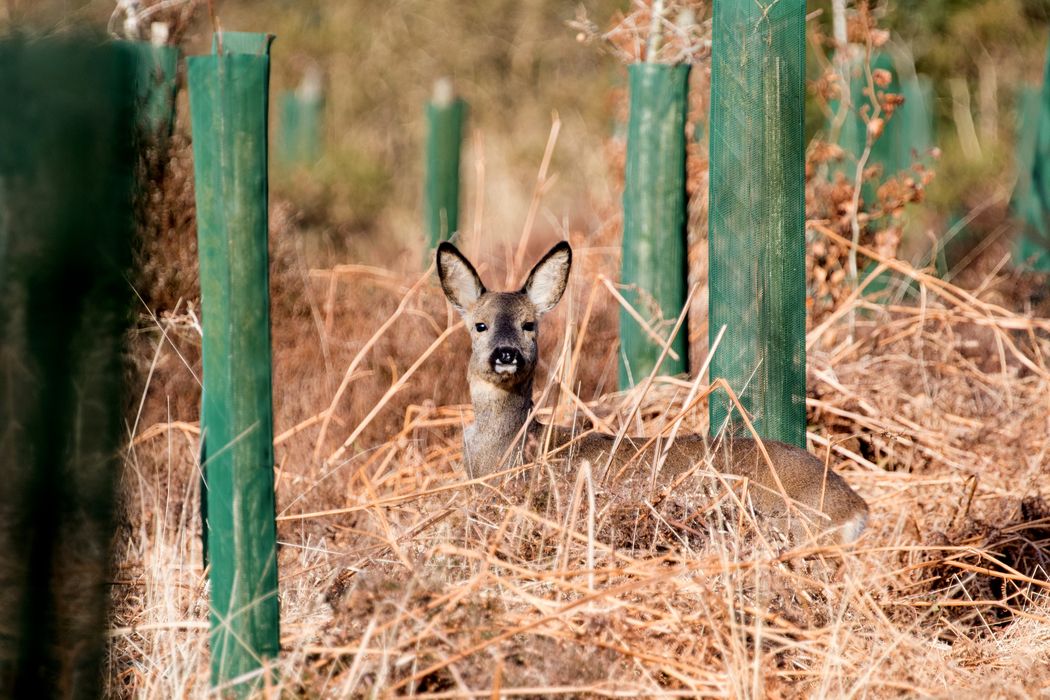 A roe deer among trees