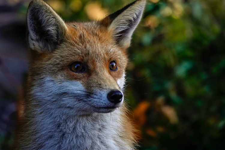 League backs moves to strengthen fox hunting laws
