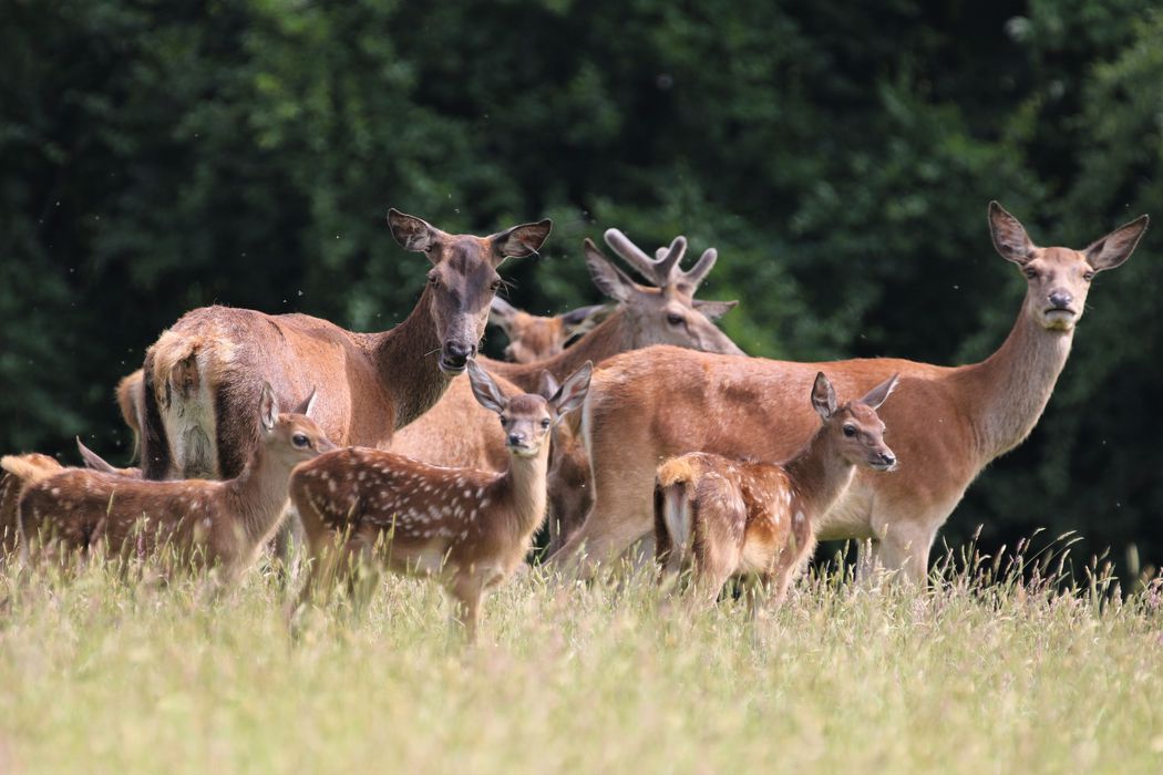 Red deer with calves