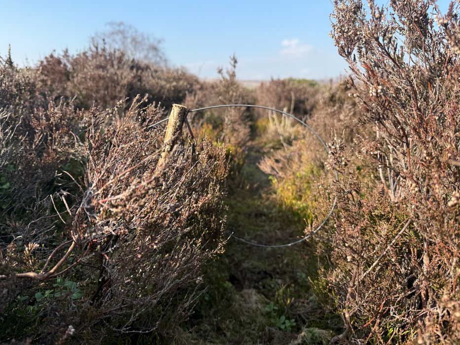 A brutal snare on moorland used for grouse shooting