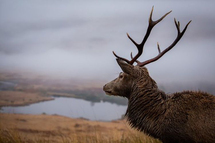 Rutting season: See the majestic stags at Baronsdown and Cove Down Reserves
