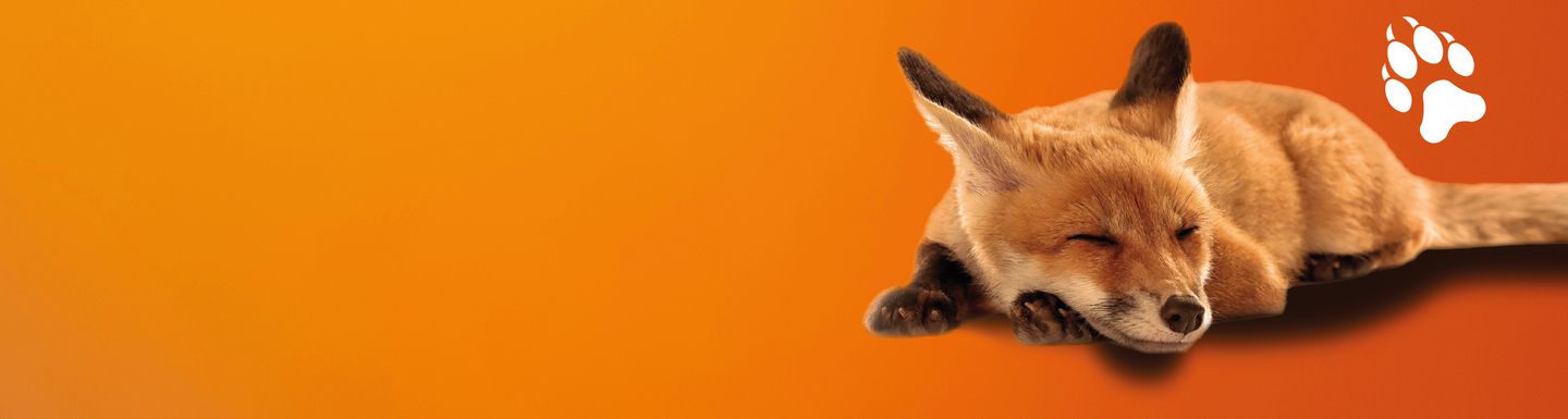 Animal Charity
